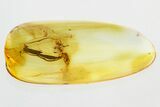 Detailed Fossil True Midge with Ant and Spider In Baltic Amber #315335-1
